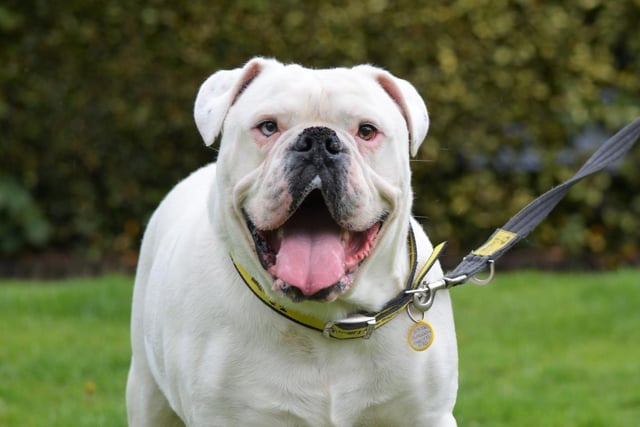 English Bulldog - aged 5-7 - male. Reggie is a big, friendly chap who needs an owner who can continue his doggy diet.
