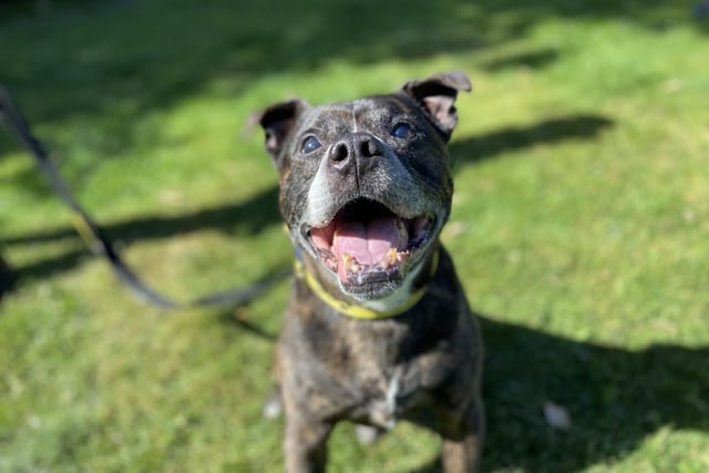Staffordshire Bull Terrier - aged 8 and over - male. Simon is an older chap who likes playing with his toys.
