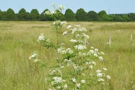 Hemlock taken by Prof Ian Rotherham.