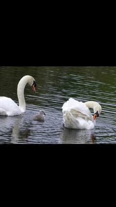 Swan family back together at Bearsden