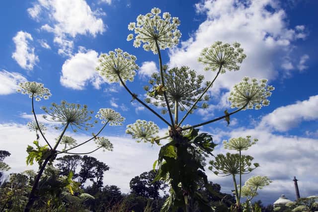 Scots are being warned to stay away from toxic giant hogweed, a dangerous plant which can cause serious blistering and burns to the skin and even blindness in humans and animals. Picture: NatureScot