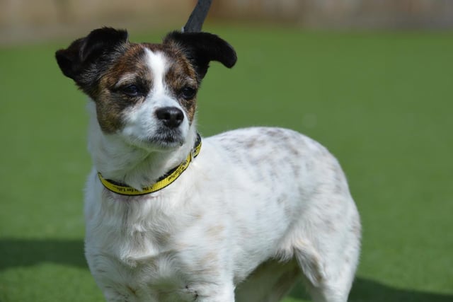 Jack Russell Terrier - aged 8 and over - female. A super sweet older lady whose owner went into care, Lily is a worried little dog who needs someone who can be hands off at first.