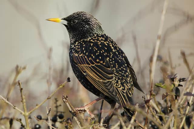 Starling was in number two spot in both the UK and Scotland in 2023.
