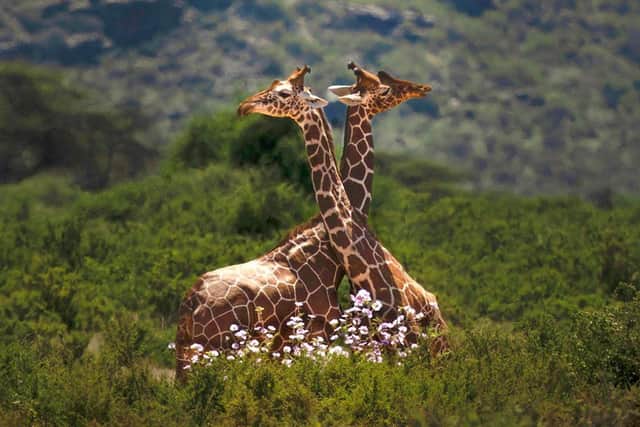 Giraffes enjoy a moment near the pretty flowers and luscious greenery during Kenya's amazing green season - Touch The Wild