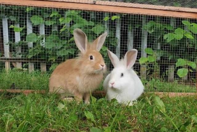 Bunny brothers Edam and Stilton are looking for a forever home, having been cared for at the SSPCA's Lanarkshire Rehoming Centre for almost 200 days.