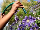 Flowers being watered from a garden hose. Environment secretary George Eustice says all water companies should bring in a hosepipe ban Picture: Gareth Fuller/PA Wire