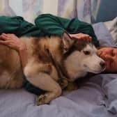 Fed-up wives and girlfriends say their dog is more dependable than their man