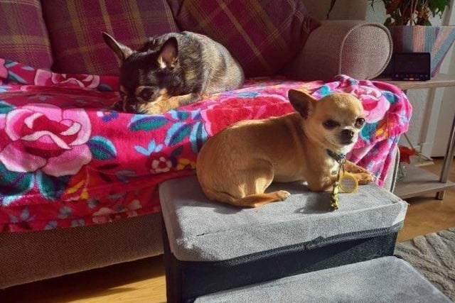 Chihuahua - Male (Paco) Female (Dora) - aged 5-7. These tiny best friends want to spend all their time together.