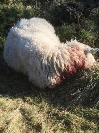 Horror at Mugdock as sheep believed to have been attacked by a dog