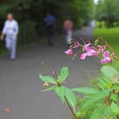 Enjoying nature in Kelvingrove Park, Glasgow.