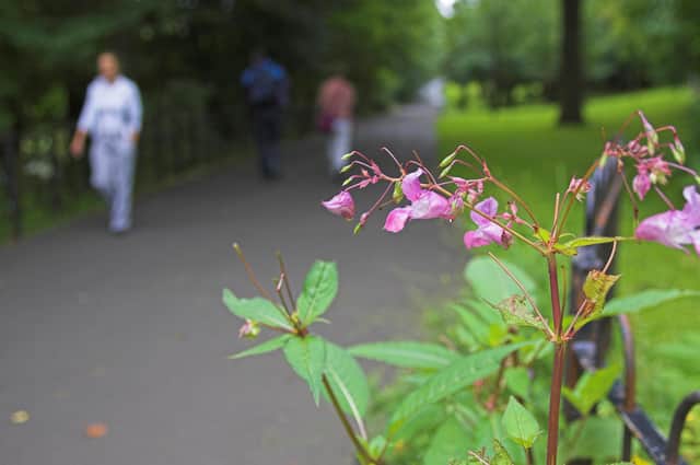 Enjoying nature in Kelvingrove Park, Glasgow.