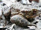 Native amphibians will be settling into their shelters in the UK this winter