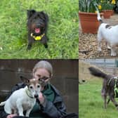 Do you want to adopt a dog?