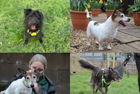 Do you want to adopt a dog?
