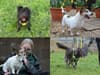 Dogs Trust Glasgow: These 30 adorable dogs need a new home
