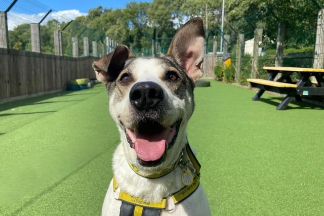 Crossbreed - aged 8 and over - male. Ziggy was a stray and needs an experienced owner who can help him transition to home life.