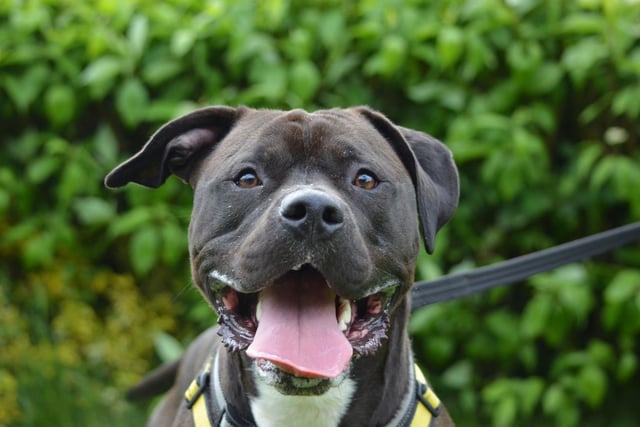 American Bulldog - aged 2-5 -  male. Max has come on leaps and bounds at the home, but he needs experienced owners who can continue his training.