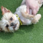 You can adopt a dog from Dogs Trust Glasgow.