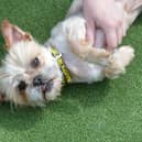 You can adopt a dog from Dogs Trust Glasgow.