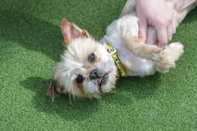 You can adopt a dog from Dogs Trust Glasgow.