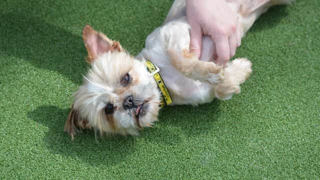 You can adopt a dog from Dogs Trust Glasgow.