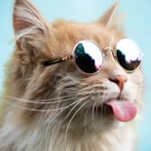 18 per cent of Glasgow pets have designer gear.