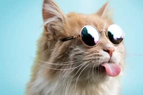 18 per cent of Glasgow pets have designer gear.