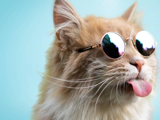 18 per cent of Glasgow pets have designer gear.