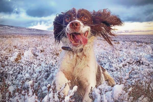 Dogwalkers have been encouraged to keep their communities clean by helping in a litter pick up project.  