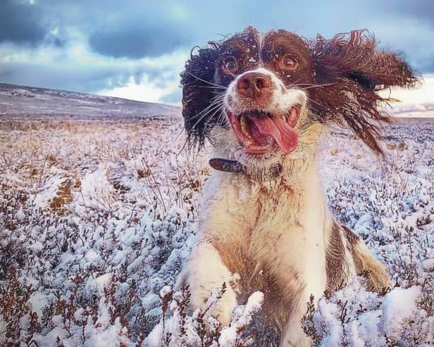 Dogwalkers have been encouraged to keep their communities clean by helping in a litter pick up project.  