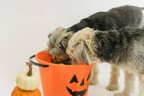 Mollie Kerr of Kelp Social shares advice on how to keep animals safe and happy this Halloween - Animal News Agency