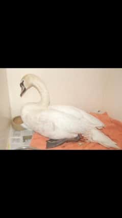 The injured swan is recovering thanks to the dedicated volunteers at Hessilhead Wildlife Rescue Centre
