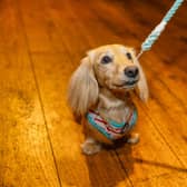 More than 300 Dachshunds took part in the event.