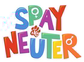 Spaying pets helps to protect them from infection (photo: Adobe)