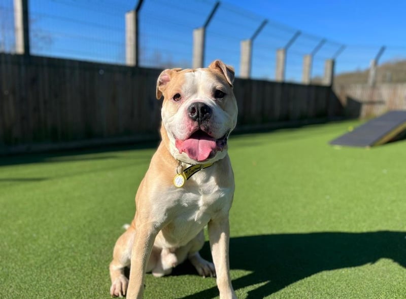 Male - Bulldog - aged 1-2. Buzz is a big boy who needs an owner who can take him out on walks.