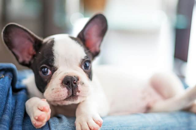 The French Bulldog has soared in popularity in the last decade, becoming the UK's second favourite breed of dog. According to the research these loving pets are big fans of electropop.