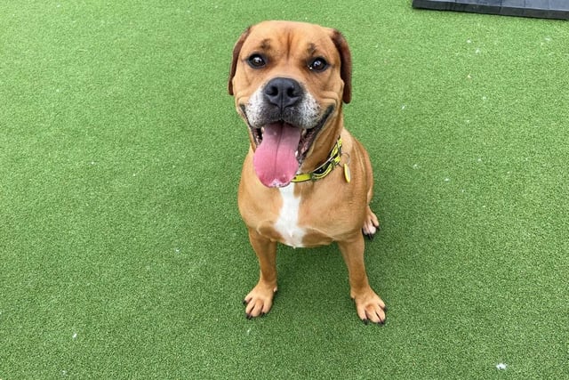 Crossbreed - aged 2-5 - female. Ruby is very loving and friendly, but needs help socialising.
