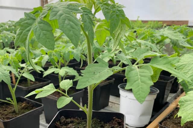 Thanks to the centre's polytunnels, volunteers have created a beautiful crop which will be sold on Saturday and Sunday from 10am to 4pm.