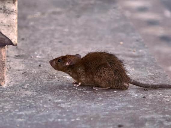 Rats continue to be an issue within the authority.