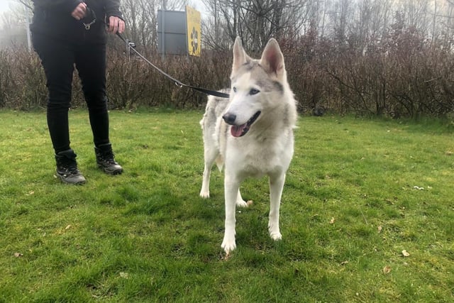 Siberian husky - aged 8 and over - female. Mishka is a good girl but still needs some training and a home where she will get time to settle.
