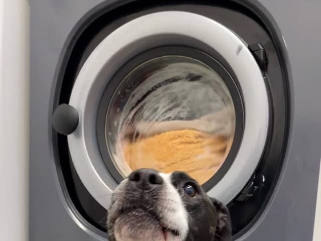 Scottish SPCA appeal for washing powder