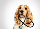 More than half of vets (52 per cent) said the number of clients reporting difficulty covering the cost of preventative veterinary care for their animal had increased compared to 2021 (photo: Adobe)
