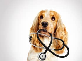 More than half of vets (52 per cent) said the number of clients reporting difficulty covering the cost of preventative veterinary care for their animal had increased compared to 2021 (photo: Adobe)