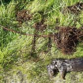 The otter was found dead in Talla reservoir. Pic: Scottish SPCA