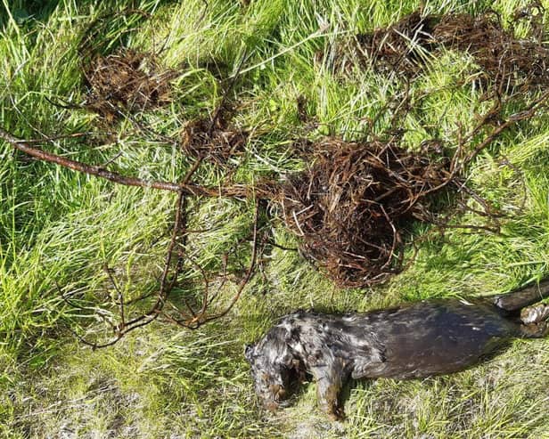 The otter was found dead in Talla reservoir. Pic: Scottish SPCA