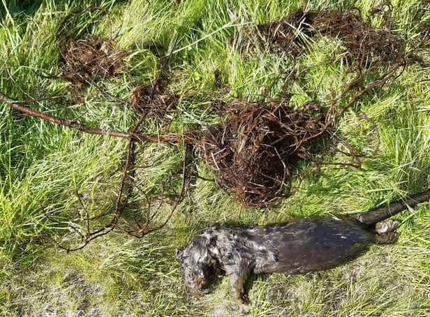 The otter was found dead in Talla reservoir. Pic: Scottish SPCA