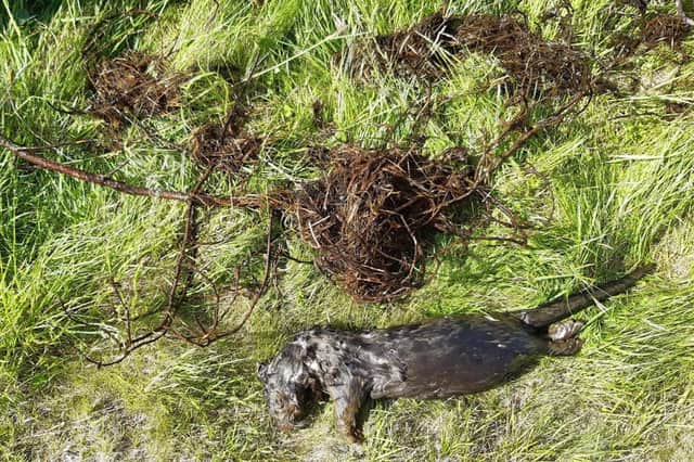 The otter was found dead in Talla reservoir. Pic: Scottish SPCA