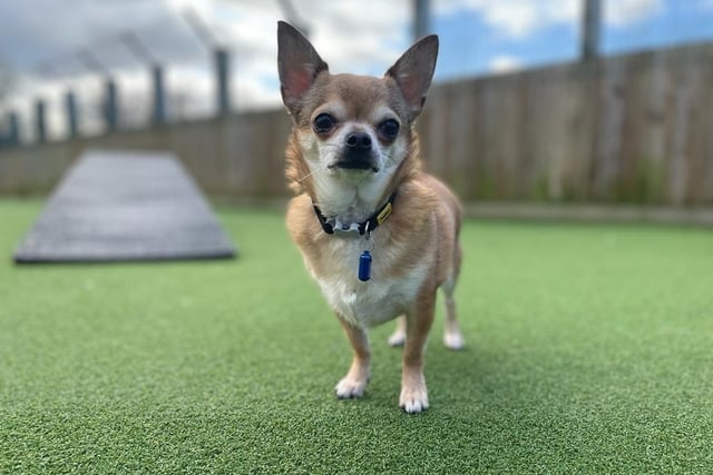 Chihuahua - aged 2-5 - female. Ivan is a sweetheart who has lived a sheltered life, and needs someone who will be gentle and understanding.