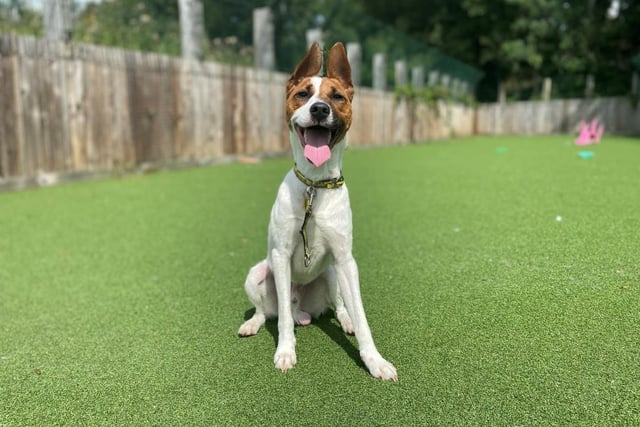 Jack Russell Terrier - aged 2 to 5 - male. Dax is looking for an active family who can keep him engaged.