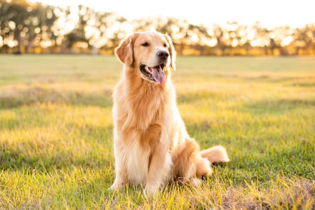 Golden Retriever are known to be happy in temperament and their owners ranked as the happiest and most positive, compared to owners of other breeds